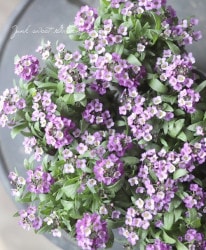 �������ȥ���å��ࡡ�إ�٥������