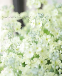 �ץ��顦�ޥ饳���ǥ� �إ�����ƥ����饤�॰�꡼���