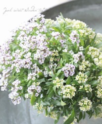 �������ȥ���å��ࡡ�إ�٥�����ߥ���� 2������