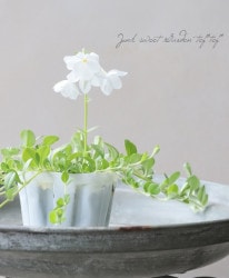 �����ե��å��������ȥ��˥ե��顡�إ���С� �ĥ�ϥʥ��Υ�