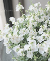 ǥإԥǥ꡼ۥ磻ȡ١