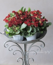 �Х�餭�ץ��顦����ꥢ�󡡡إ����ͥåȡ��֥�å��������� ��ױ�ݥ��ꥸ�ʥ��ʼ�