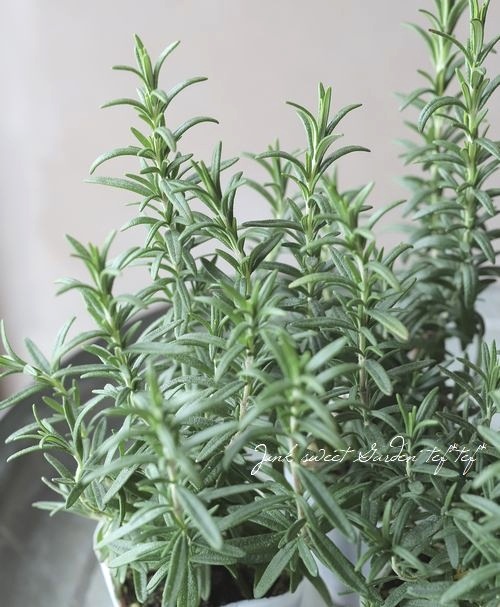 ハーブ】 立ち性ローズマリー 『レックス』 | すべての商品 | | Junk