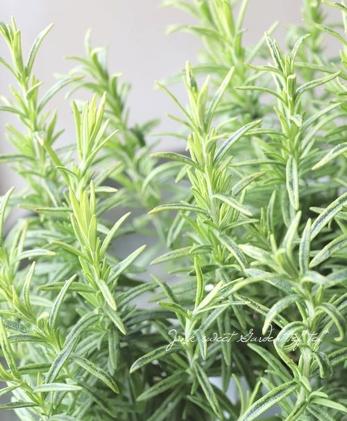ハーブ】 立ち性斑入りローズマリー 『ギルテッドゴールド』『ギル