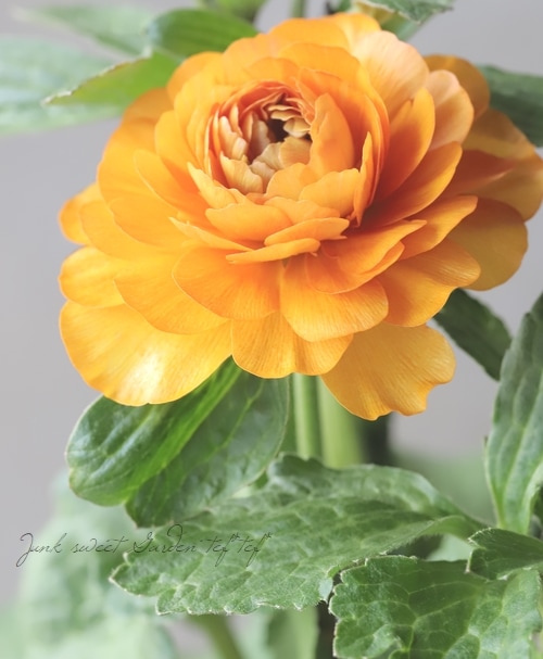 ラナンキュラス ラックスシリーズ 『ガラテア』 綾園芸さん育種