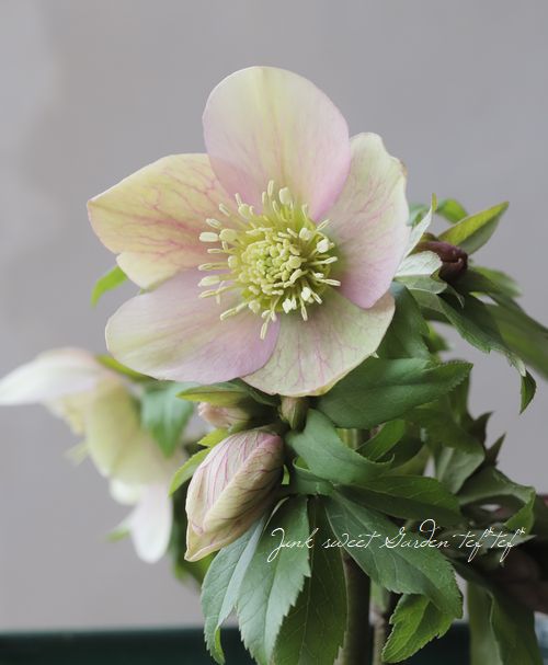 花郷園】 クリスマスローズ 『アンティーク・シングル』 【L