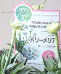 ϥ֥åȥꥢɥꥢ إɥ꡼९饦ɡ