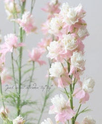 Ȭ�ź餭�顼�����ѡ����إץ�ƥ��ԥ󥯡�