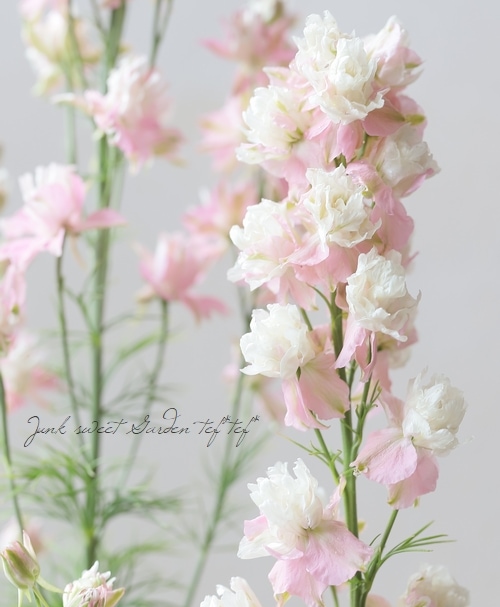 八重咲きラークスパー 『プリティピンク』 | すべての商品 | | Junk