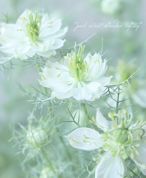 高澤さん生産】 ニゲラ・パピロサ 『グリーンポッド』 2本植え