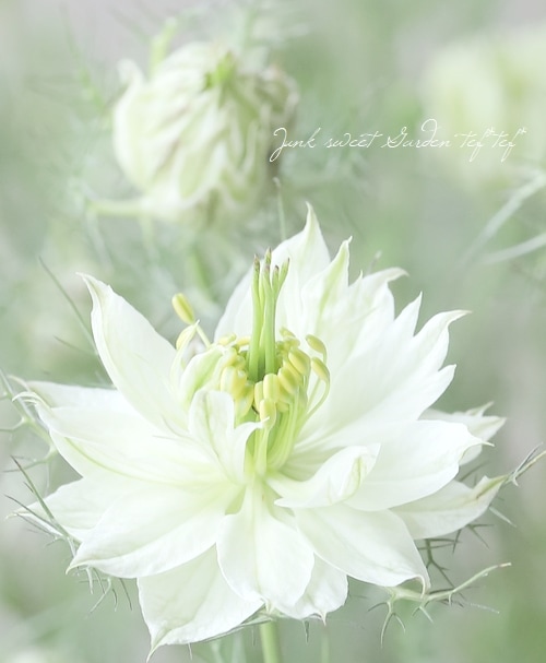 高澤さん生産】 ニゲラ・パピロサ 『ブラックポッド』 2本植え