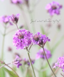 �ɺ��С��٥ʡ��ꥮ�����إ�����󥰥ʥ��ȡ�