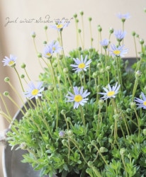 եꥷեꥷƥ إ꡼ǥ󥰥ǥ ѥȳ֥롼 (֥롼ǡ)