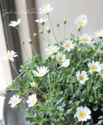 եꥷե إԥ奢ۥ磻ȡ ֥롼ǡʼ