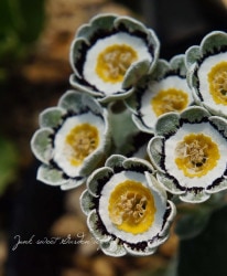 ���ʥץ��顦�����ꥭ��顡���쥤/�ۥ磻�ȥ��å��ϡ��إ��쥢����