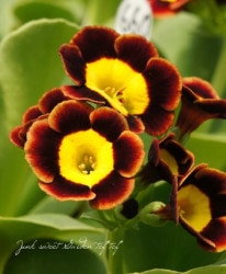 ���ʥץ��顦�����ꥭ��顡������ɥ��󥿡�����ѥ���ϡ��إ��⡼��