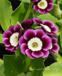 ���ʥץ��顦�����ꥭ��顡�饤�ȥ��󥿡�����ѥ���ϡ��إƥåɡ����֥���