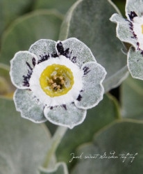 ���ʥץ��顦�����ꥭ��顡���쥤/�ۥ磻�ȥ��å��ϡ���C.G�ϥ������