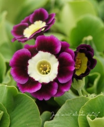 ���ʥץ��顦�����ꥭ��顡�饤�ȥ��󥿡�����ѥ���ϡ��إޡ�����