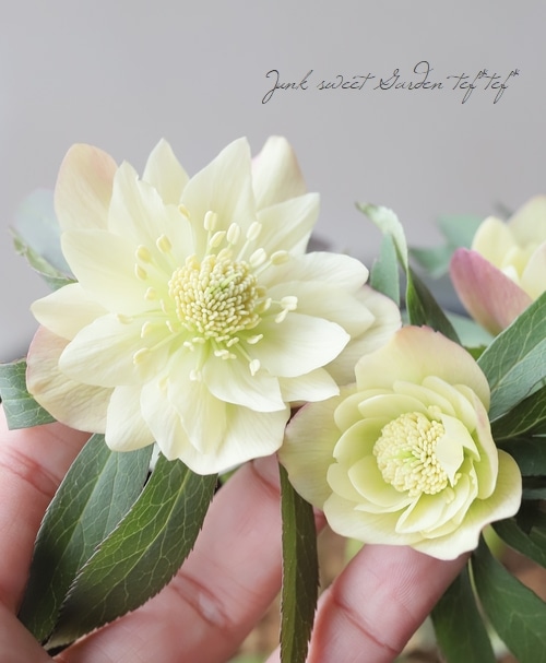 三浦孝之氏・クリスマスローズ 『イエローアップル（Fairies Dreams