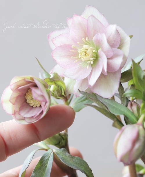 大和園】 クリスマスローズ 『ダブルアンティークピンク』 【No.9