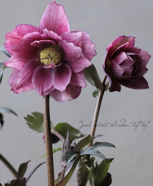 クリスマスローズ 開花実績株 DDディープピンク クリスマスローズ 開花実績株 DDディープピンク クリスマスローズを種