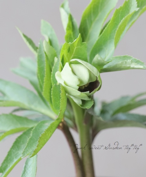 大和園】 クリスマスローズ 『グリーンパステリッシュ』 【No.12