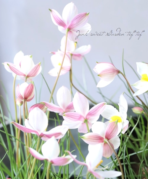 ���ڵ庬��ʪ�� �����ͥ� �إ���С��ԥ󥯡�