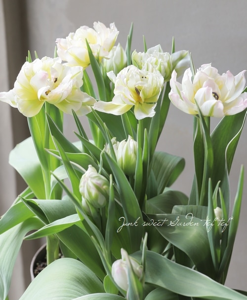 【はーページ】チューリップ12本&ブートニア はーページ】チューリップ12本&ブートニア はー様専用ページ