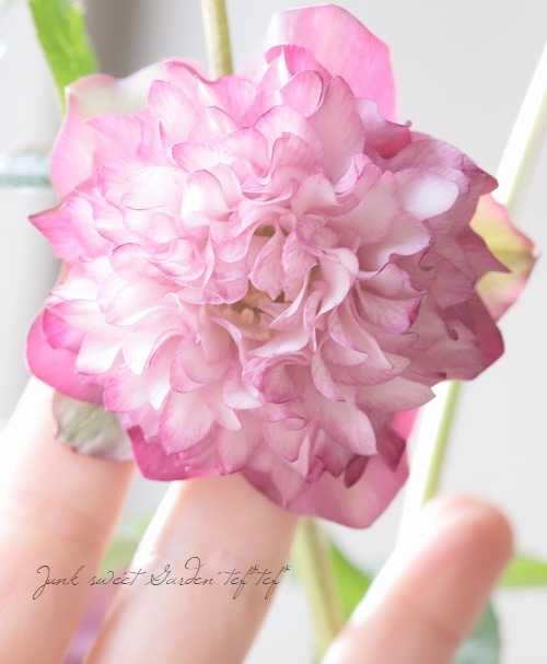 クリスマスローズ 『川久保交配・超多弁ダブル』 【No.M】 | すべての