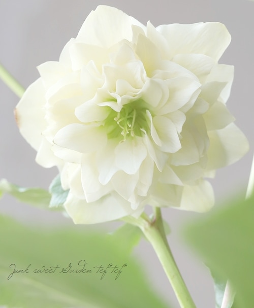 クリスマスローズ 『川久保交配・超多弁ダブル』 【No.T】 | すべての