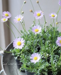 ɺ֥饭ࡡإܥߥƥ ڥ饤å