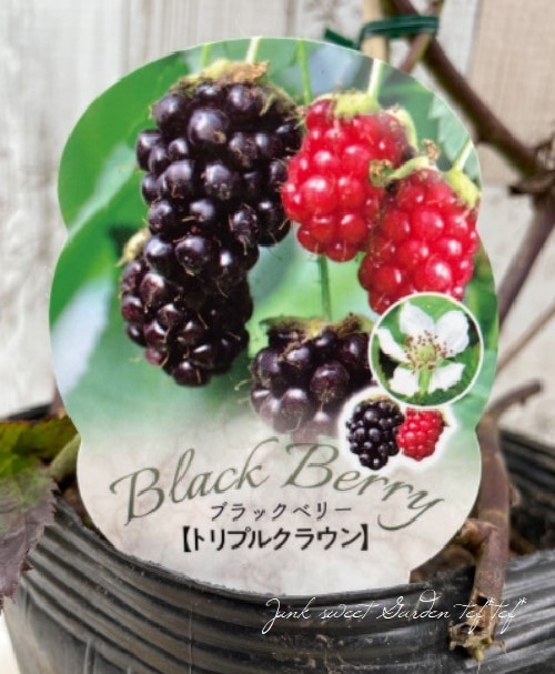 ブラックベリー 『トリプルクラウン』 トゲなし超大粒！ | すべての