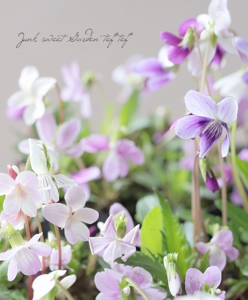 宿根スミレ 『春爛漫 -ハルランマン- 』 | すべての商品 | | Junk