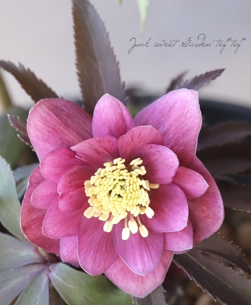 三浦孝之氏・クリスマスローズ 『レッド（Fairies Dreams）』 【No.20