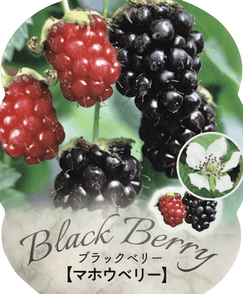 ブラックベリー 『マホウベリー』 トゲなし品種で美味！ | すべての