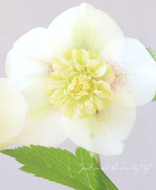 クリスマスローズ・セミダブル 【20273】 | すべての商品 | | Junk