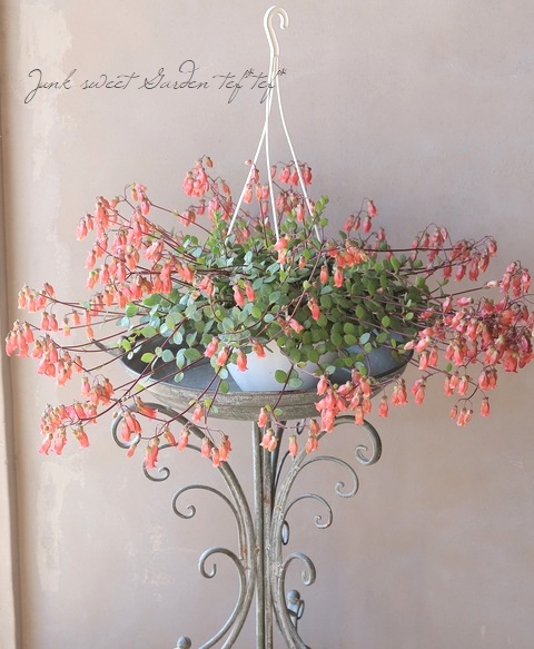 カランコエ・シャンデリア 『オレンジレッド』 | すべての商品