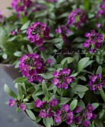 �������ȥ���å��ࡡ�إǥ����ץѡ��ץ��