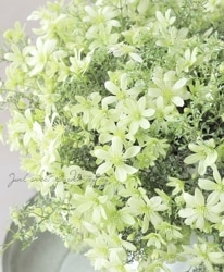 �ե����ƥ꡼�ϥ���ޥ��� �إڥȥꥨ���١������10��