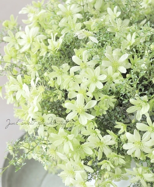 フォステリー系クレマチス 『ペトリエイ』 特大株10号 | すべての商品