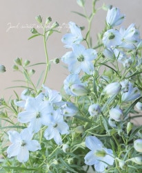 �ǥ�ե��˥��ࡡ�إ������饤�ȥ֥롼��