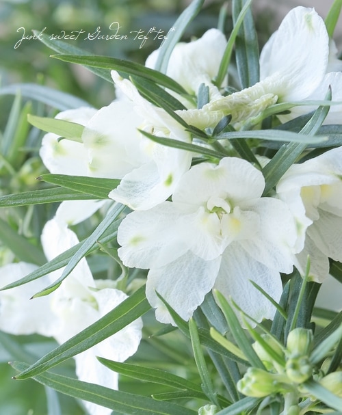 デルフィニウム 『ハンキードリー』 ホワイト | すべての商品 | | Junk