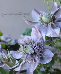 ����ޥ������ؿ��̤������� �ĿͰ��ȡ�ע��ů�餵����