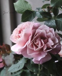 ����ƥ��������å��Х���FL���إǥ�������ȥɥ�ॹ�� �ܤ�����