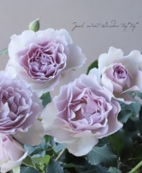 ����ƥ��������å��Х��� HT �͵��餭���إ˥塼�������֡� �ܤ�����