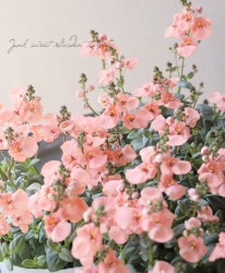 ǥإԡԡե ıݥꥸʥʼ