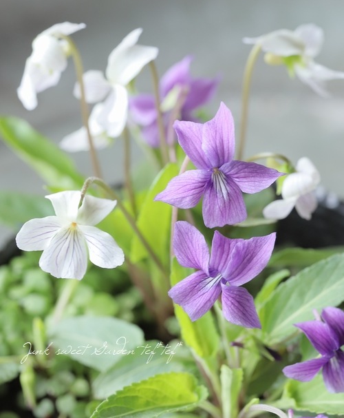 宿根スミレ 『野路すみれ』 2色咲き | すべての商品 | | Junk sweet