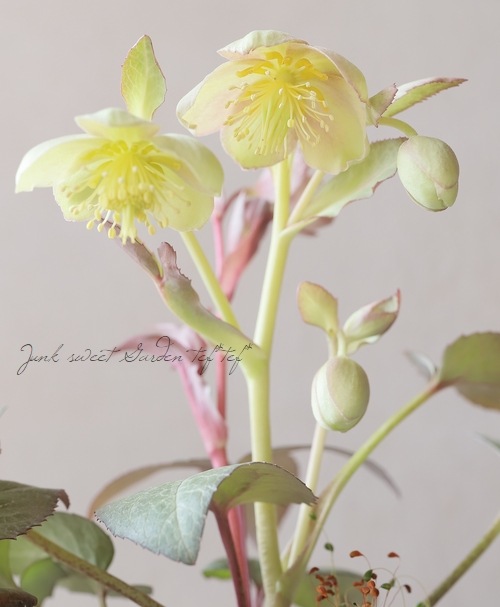 クリスマスローズですパーフェクトレリーフのハウスタイプ硬質プラ製ガーデン クリスマスローズ様専用ですパーフェクトレリーフのハウスタイプ硬質