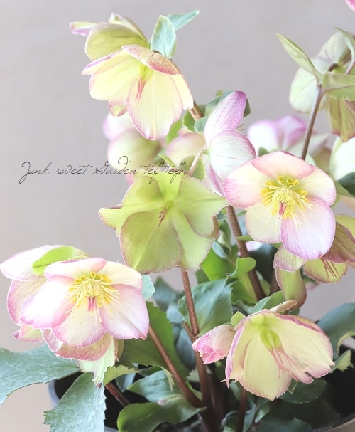 クリスマスローズ Ice N'roses 氷の薔薇 『ピコティ』 | すべての商品